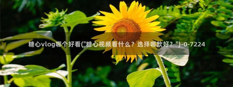 糖心vlog官网破解版：糖心vlog哪个好看(\