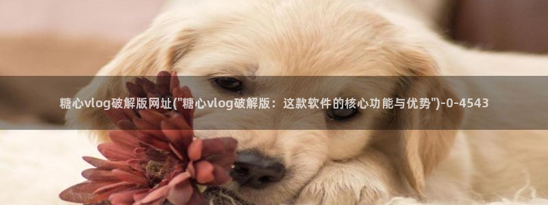 糖果心vlog在线观看
